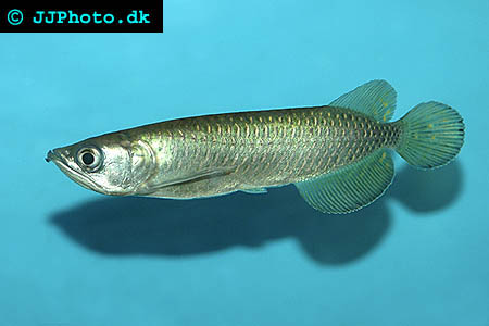 Scleropages jardinii - Australian Pearl Arowana picture