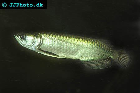 Northern Arowana – Scleropages jardinii