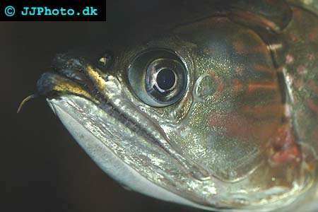 Australian Pearl Arowana - Scleropages jardinii picture