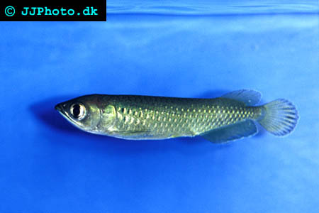  Spotted Arowana – Scleropages leichardtii 