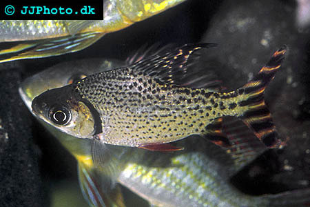 Silver Prochilodus - Semaprochilodus taeniurus picture