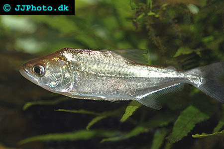 Serrasalmus elongatus - Pike Piranha picture