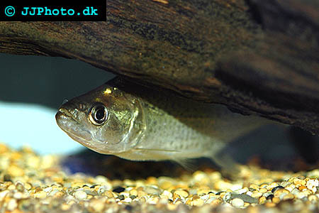 Pike Piranha - Serrasalmus elongatus picture