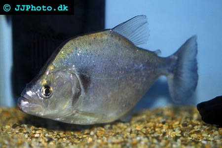 Serrasalmus geryi - Geryi Piranha picture