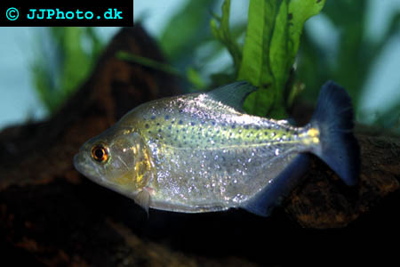  Serrasalmus gibbus picture