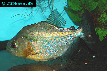 Serrasalmus rhombeus - White Piranha picture