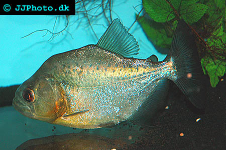 black piranha picture