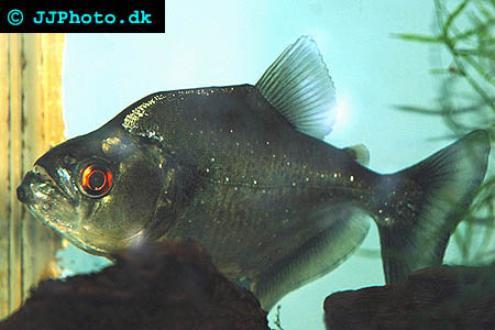 Picture of a black piranha - Serrasalmus rhombeus 