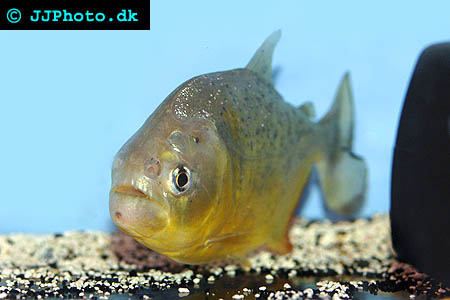 Yellow King Piranha - Serrasalmus ternetzi picture