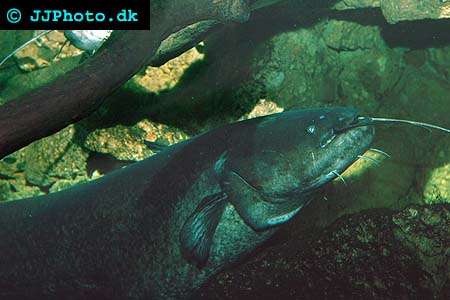 the biggest wels catfish ever  caught