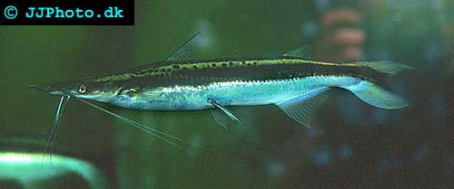 Sorubim lima - Duckbill catfish picture