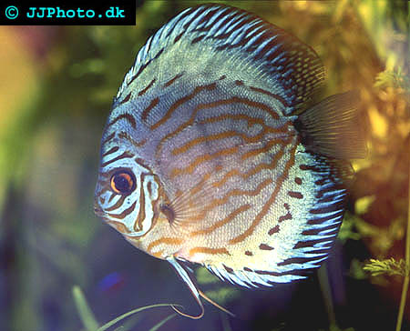 Discus for breeding