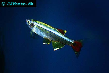 Male Tanichthys albonubes - White cloud mountain minnow h picture