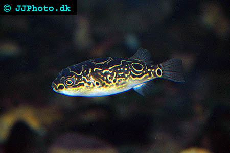 Figure Eight Puffer - Tetraodon biocellatus picture