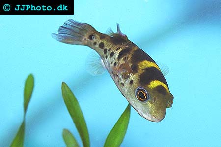 Tetraodon fluviatilis - Green or ceylon Puffer picture