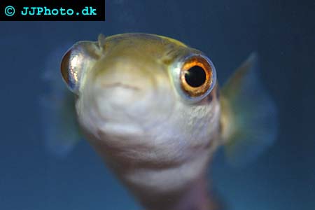 Green or ceylon Puffer - Tetraodon fluviatilis picture