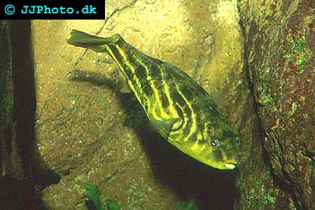 Tetraodon lineatus - Nile or fahaka Puffer picture