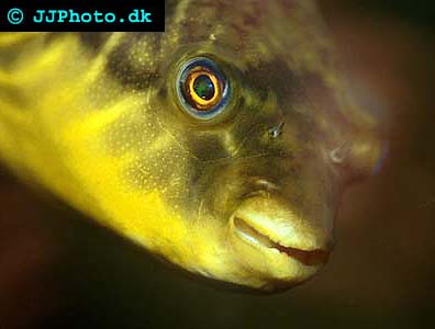 Nile or fahaka Puffer - Tetraodon lineatus picture