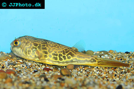 Tetraodon mbu - Mbu or Giant Puffer picture