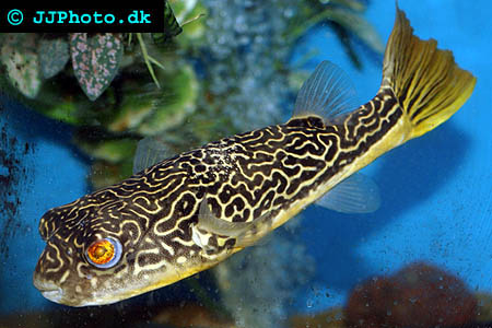 tetraodon mbu puffer fish picture