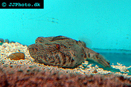 Tetraodon suvattii - Arrowhead Puffer, Mekong Puffer picture