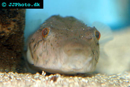 Arrowhead Puffer, Mekong Puffer - Tetraodon suvattii picture