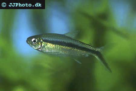 Thayeria boehlkei - Penguin Tetra  picture