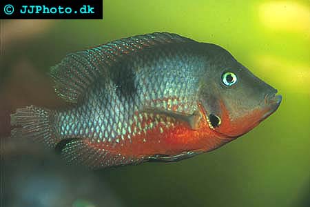 Adult Firemouth Cichlid - Thorichthys meeki picture