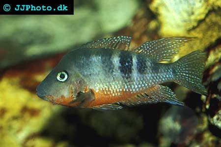 Juvenile Thorichthys meeki - Firemouth Cichlid picture
