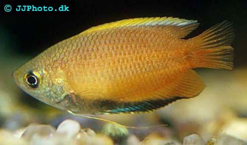 Trichogaster chuna - Honey gourami picture