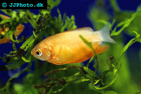Red Honey gourami - Trichogaster chuna picture
