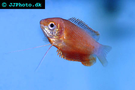 Red Thick Lip Gourami - Trichogaster labiosus  picture