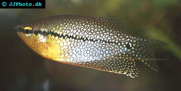 Trichogaster leerii -  Pearl Gourami  picture
