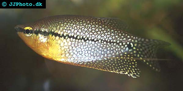 Pearl gourami