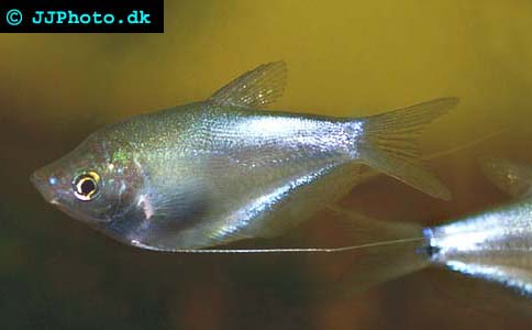 Trichogaster microlepis - Moonlight Gourami picture