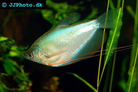 Moonlight Gourami - Trichogaster microlepis picture