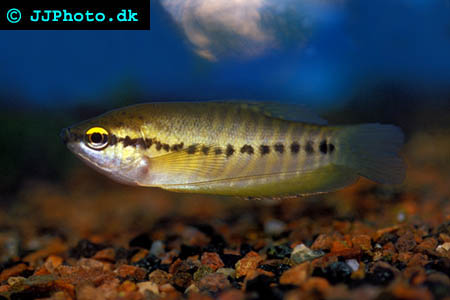 Trichogaster pectoralis - Snakeskin Gourami picture