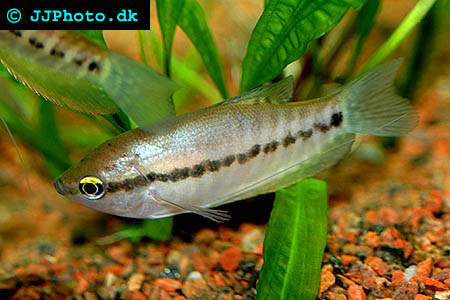 Snakeskin Gourami - Trichogaster pectoralis picture