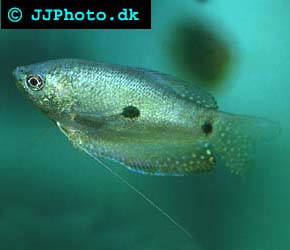 Trichogaster trichopterus - Blue Gourami picture