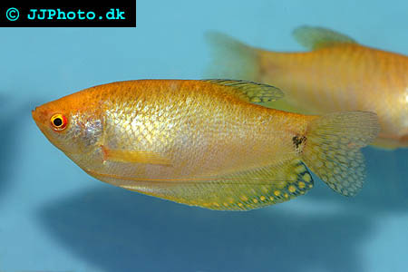 Gold gourami