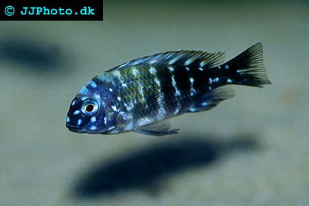 Tropheus duboisi - Duboisi Cichlid picture