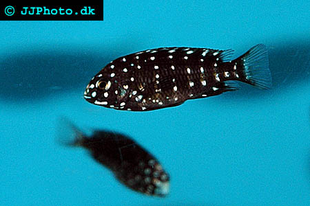 Duboisi Cichlid - Tropheus duboisi picture