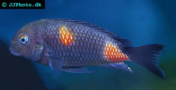 tropheus sp black bulu point