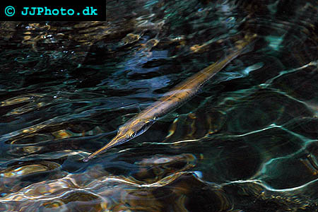 Freshwater garfish 