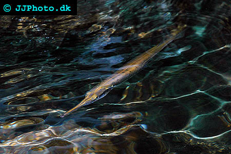 Xenentodon cancila - Freshwater garfish picture