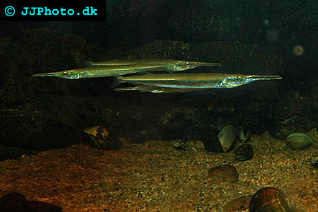 Freshwater garfish