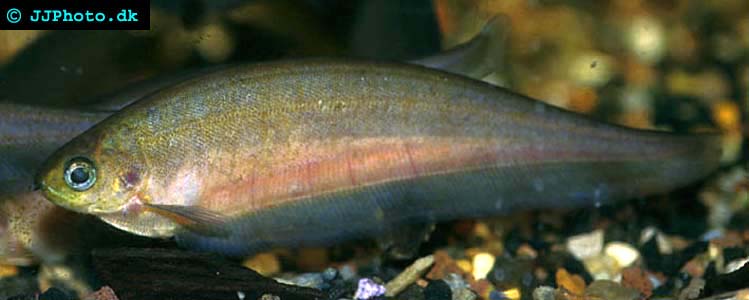 Adult African Knifefish - Xenomystus nigri picture