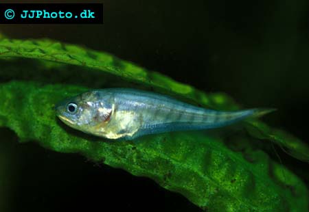 Juvenile Xenomystus nigri - African Knifefish picture