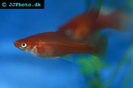 Female Xiphophorus hellerii - Swordtail picture