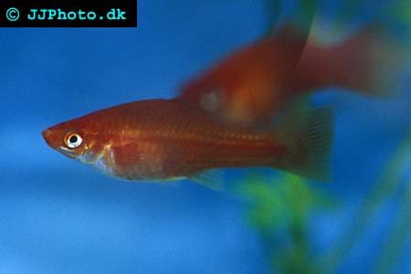 Female Xiphophorus hellerii -  Swordtail picture